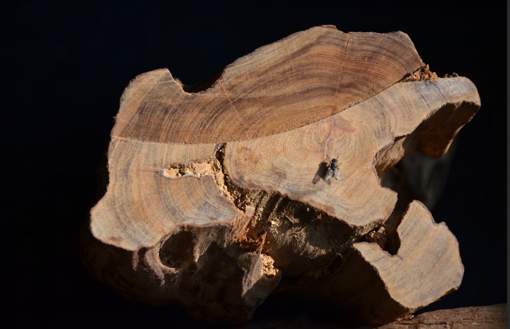 求大师鉴定这个是什么木头819 / 作者:星想事成 / 帖子ID:97306