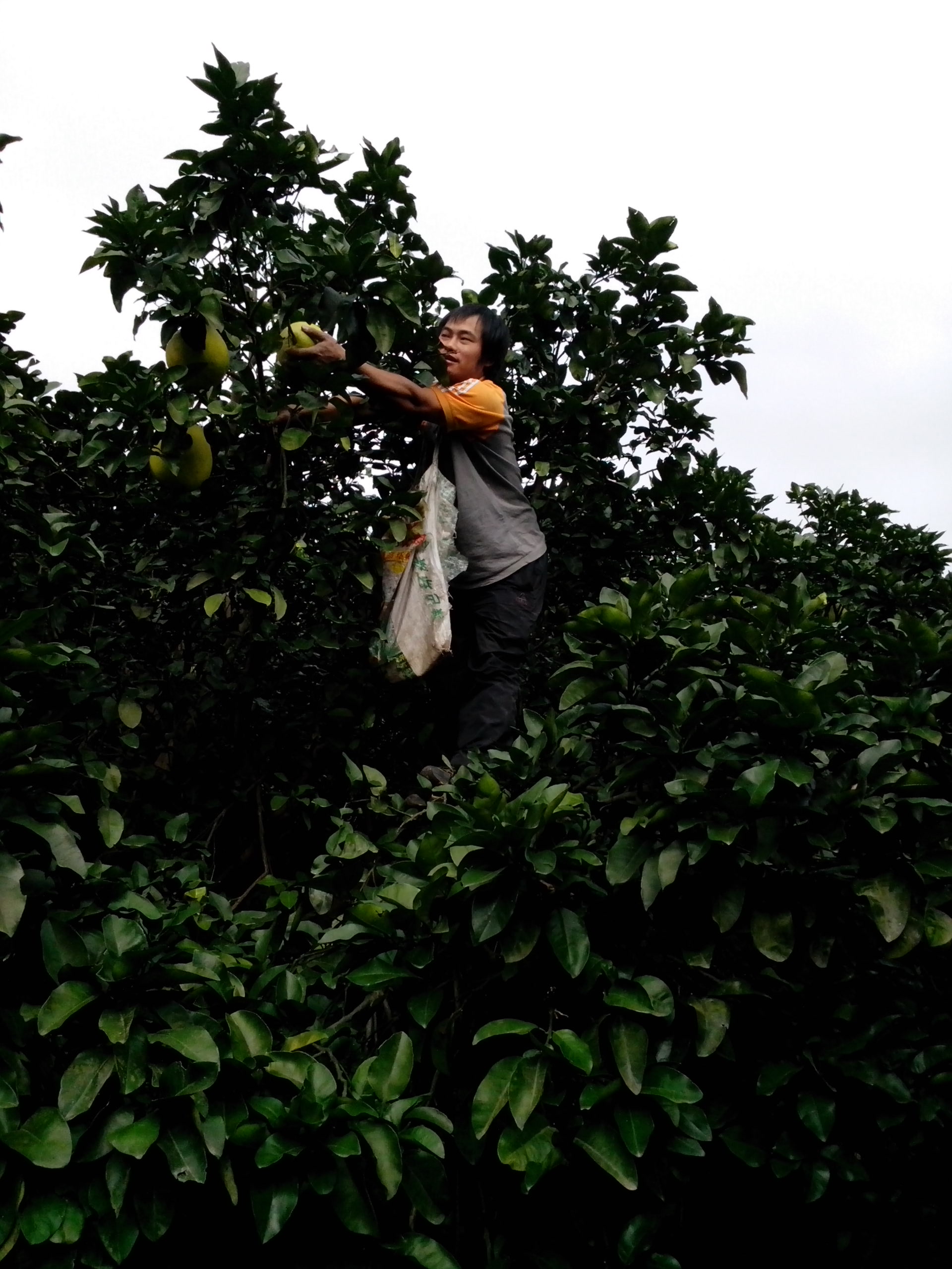 收获的季节832 / 作者:键盘上的音符 / 帖子ID:97309