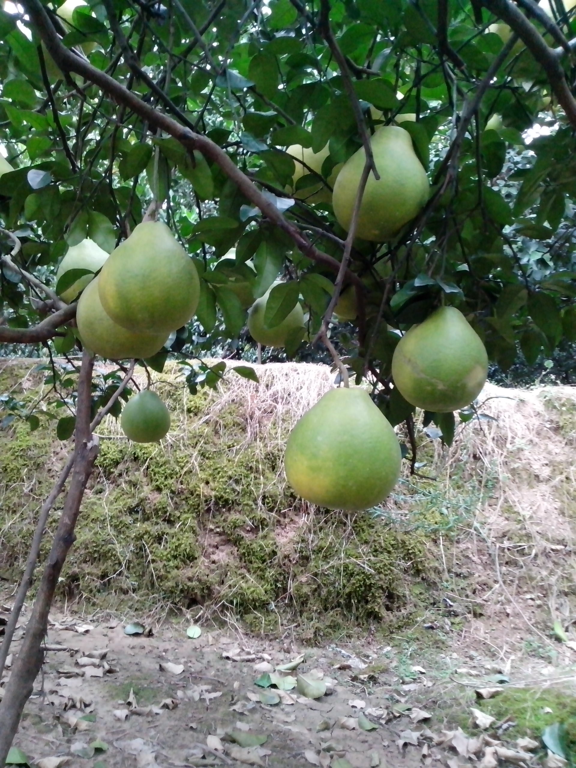 收获的季节444 / 作者:键盘上的音符 / 帖子ID:97309