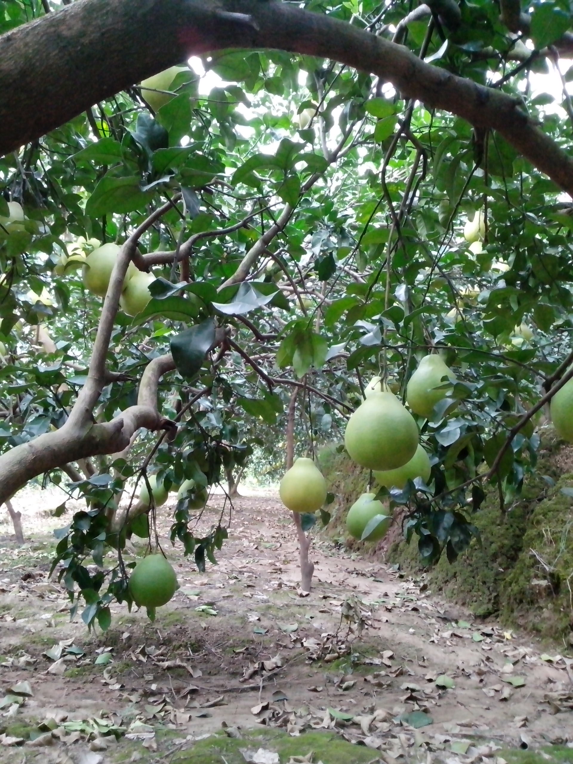 收获的季节247 / 作者:键盘上的音符 / 帖子ID:97309