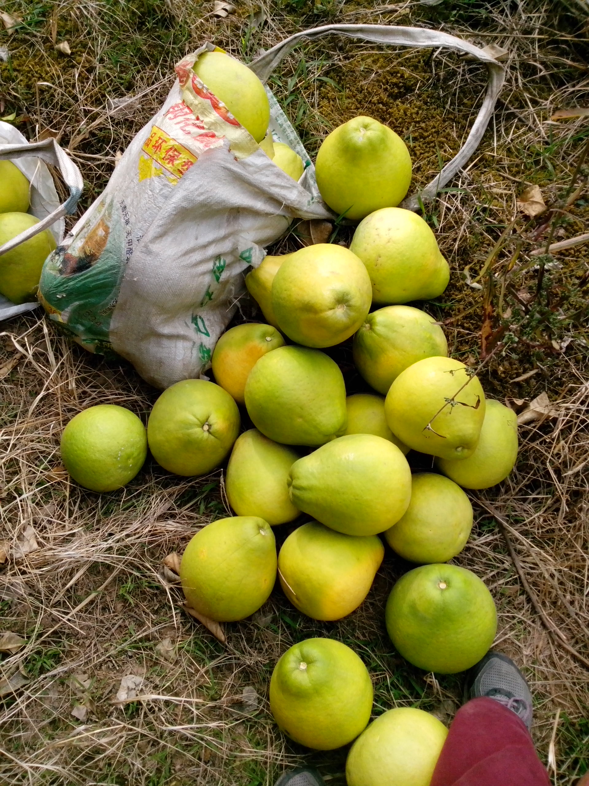 收获的季节401 / 作者:键盘上的音符 / 帖子ID:97309