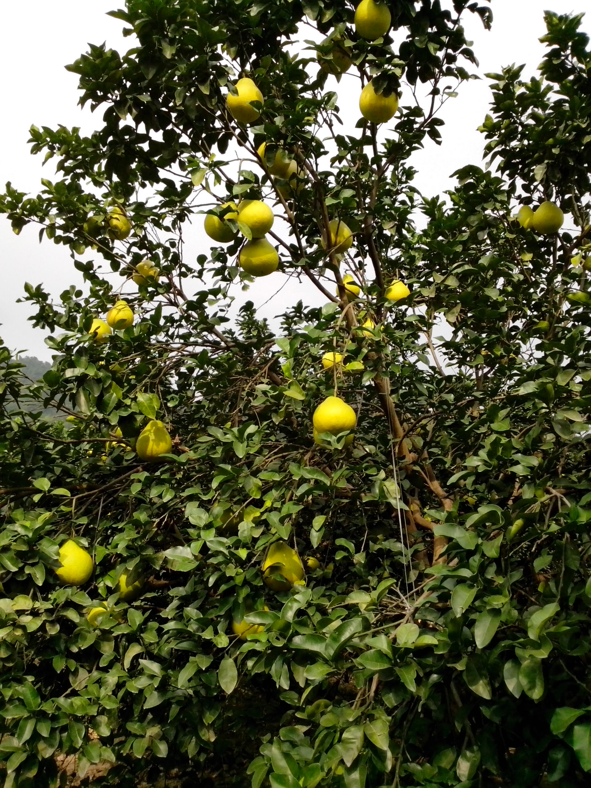 收获的季节469 / 作者:键盘上的音符 / 帖子ID:97309