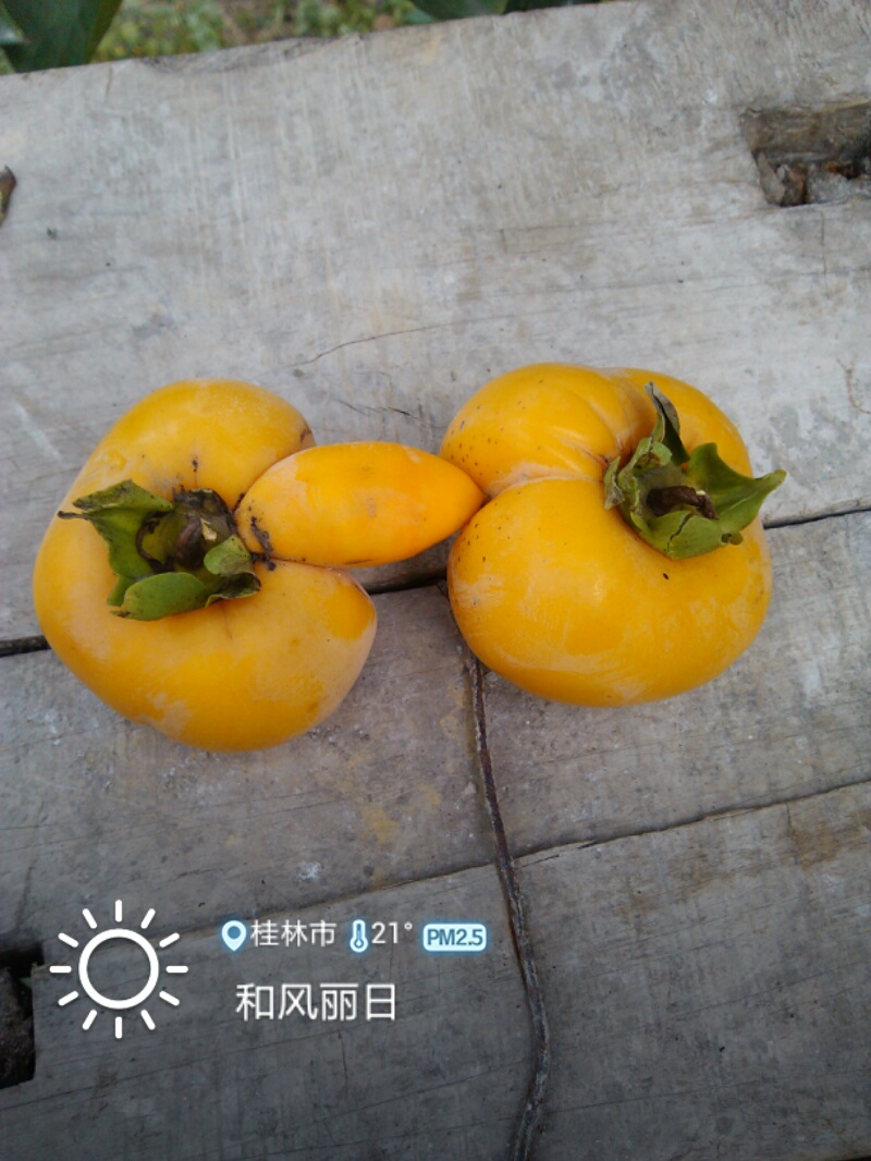 太邪恶了313 / 作者:虚伪鉽谈情 / 帖子ID:97632