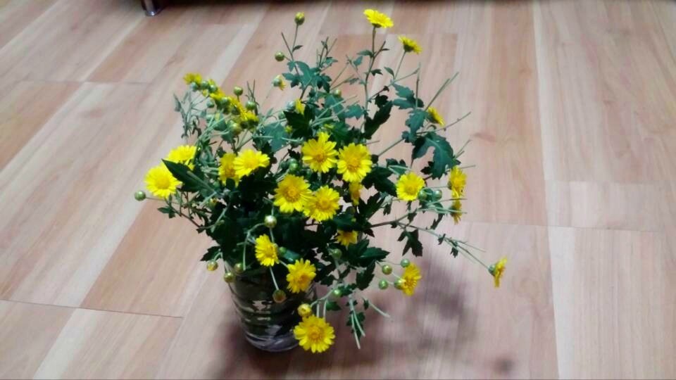 野菊花870 / 作者:阳光下的微笑丶 / 帖子ID:97642