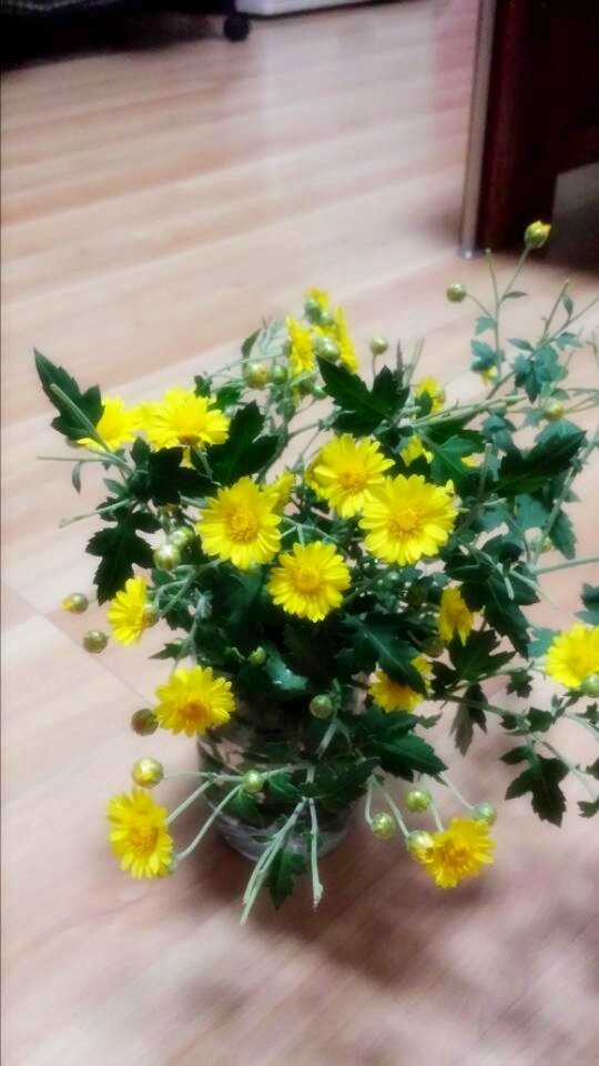野菊花626 / 作者:阳光下的微笑丶 / 帖子ID:97642