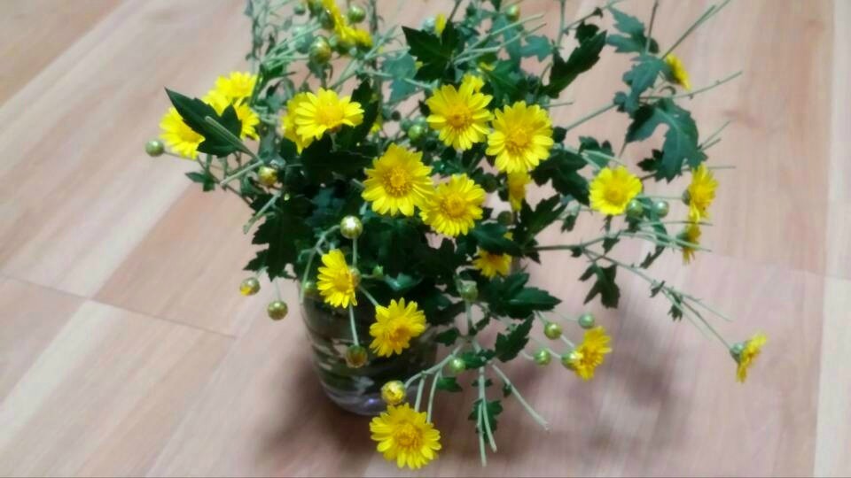 野菊花824 / 作者:阳光下的微笑丶 / 帖子ID:97642