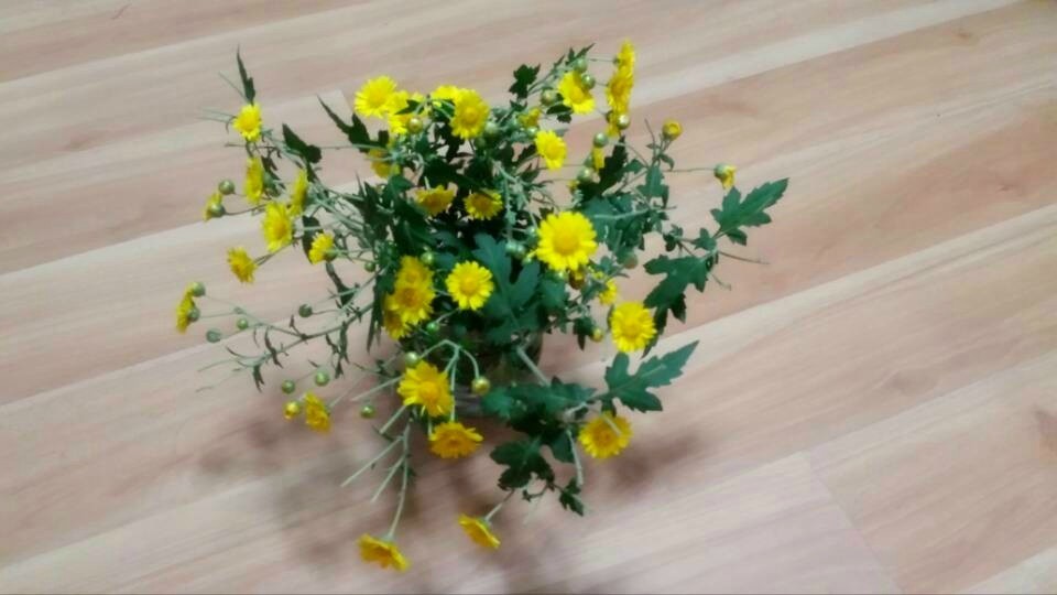 野菊花785 / 作者:阳光下的微笑丶 / 帖子ID:97642