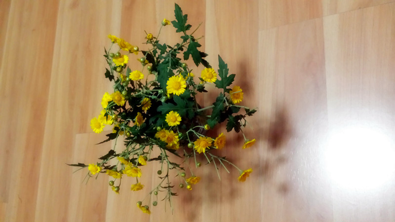 野菊花807 / 作者:阳光下的微笑丶 / 帖子ID:97642