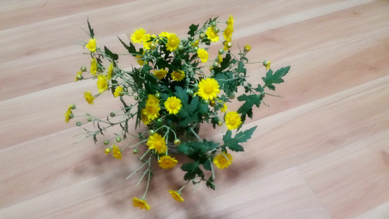 野菊花457 / 作者:阳光下的微笑丶 / 帖子ID:97642