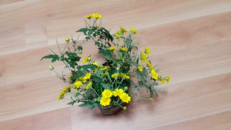 野菊花865 / 作者:阳光下的微笑丶 / 帖子ID:97642