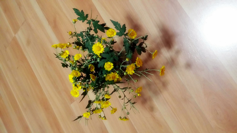 野菊花824 / 作者:阳光下的微笑丶 / 帖子ID:97642