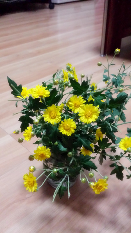 野菊花749 / 作者:阳光下的微笑丶 / 帖子ID:97642