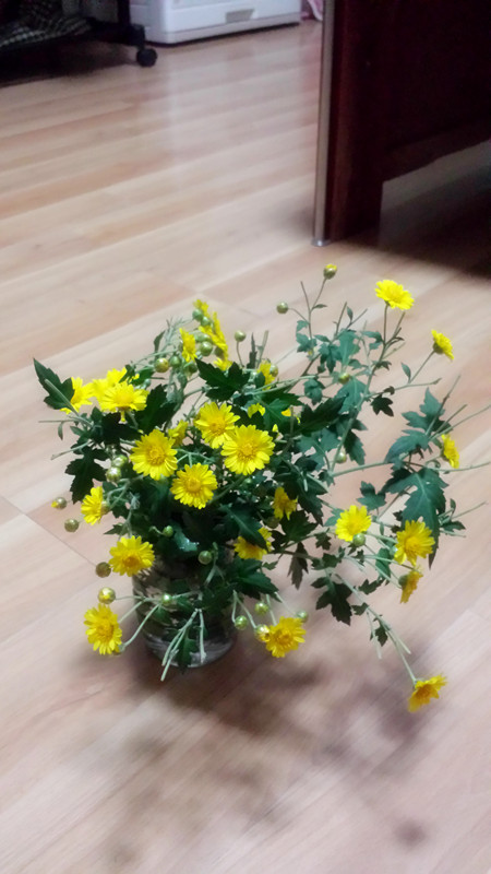 野菊花946 / 作者:阳光下的微笑丶 / 帖子ID:97642