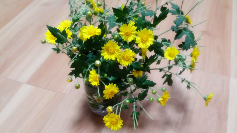 野菊花389 / 作者:阳光下的微笑丶 / 帖子ID:97642