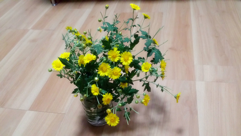 野菊花674 / 作者:阳光下的微笑丶 / 帖子ID:97642