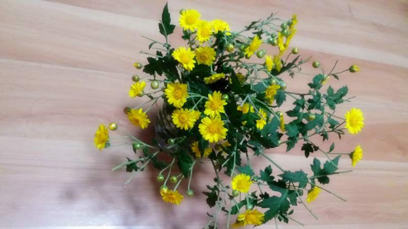 野菊花51 / 作者:阳光下的微笑丶 / 帖子ID:97642