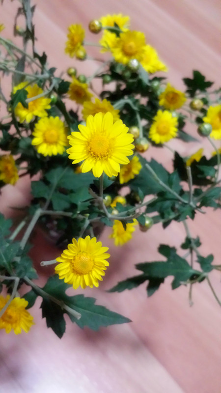 野菊花257 / 作者:阳光下的微笑丶 / 帖子ID:97642