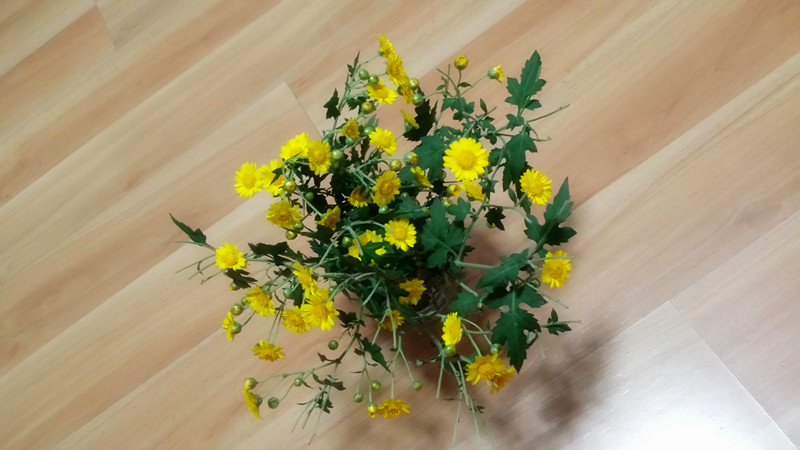 野菊花290 / 作者:阳光下的微笑丶 / 帖子ID:97642