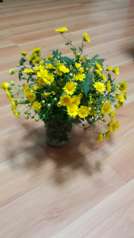 野菊花480 / 作者:阳光下的微笑丶 / 帖子ID:97642