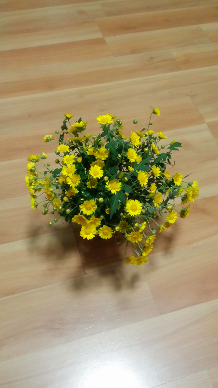 野菊花27 / 作者:阳光下的微笑丶 / 帖子ID:97642