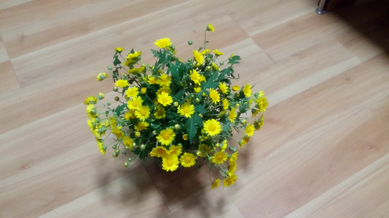 野菊花52 / 作者:阳光下的微笑丶 / 帖子ID:97642