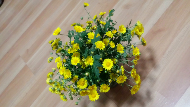 野菊花943 / 作者:阳光下的微笑丶 / 帖子ID:97642