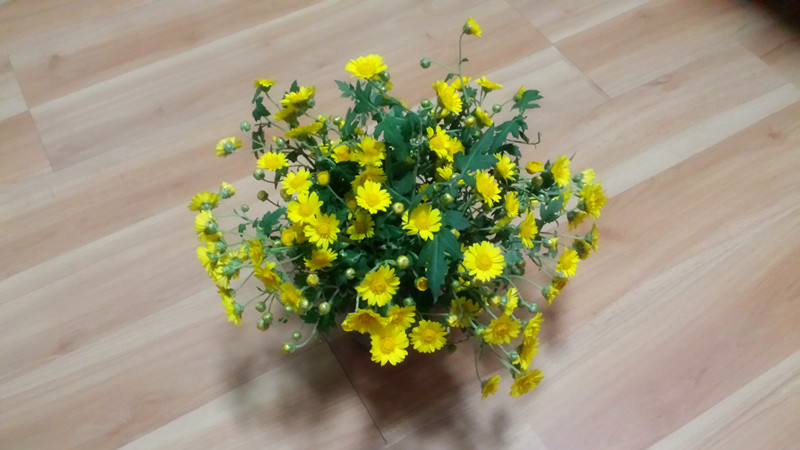 野菊花651 / 作者:阳光下的微笑丶 / 帖子ID:97642