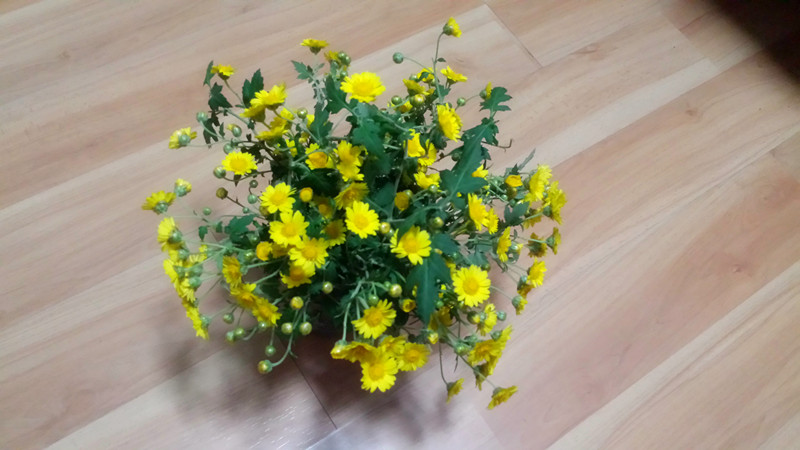 野菊花432 / 作者:阳光下的微笑丶 / 帖子ID:97642