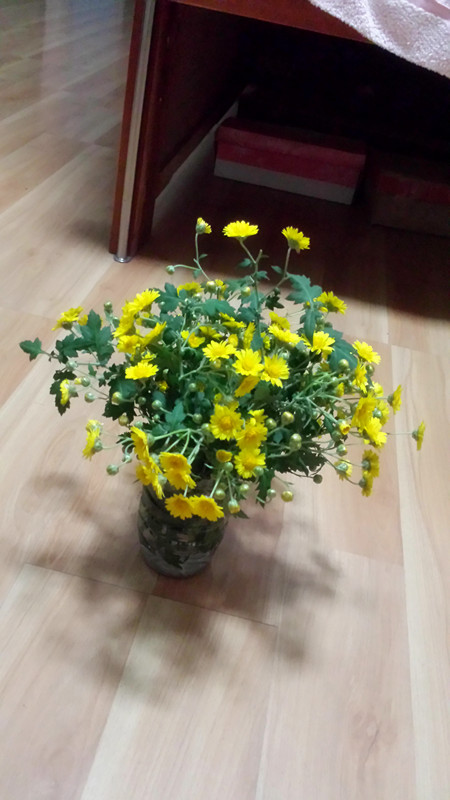 野菊花736 / 作者:阳光下的微笑丶 / 帖子ID:97642