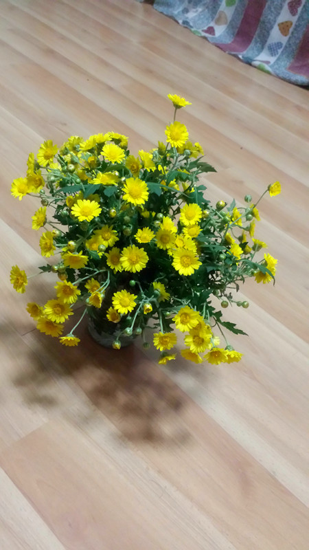 野菊花315 / 作者:阳光下的微笑丶 / 帖子ID:97642
