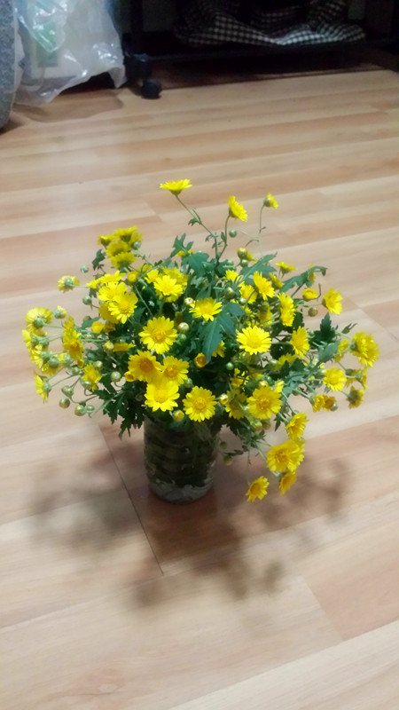 野菊花512 / 作者:阳光下的微笑丶 / 帖子ID:97642