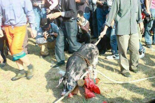 盘王节216 / 作者:此痛☆非彼痛﹏ / 帖子ID:97731