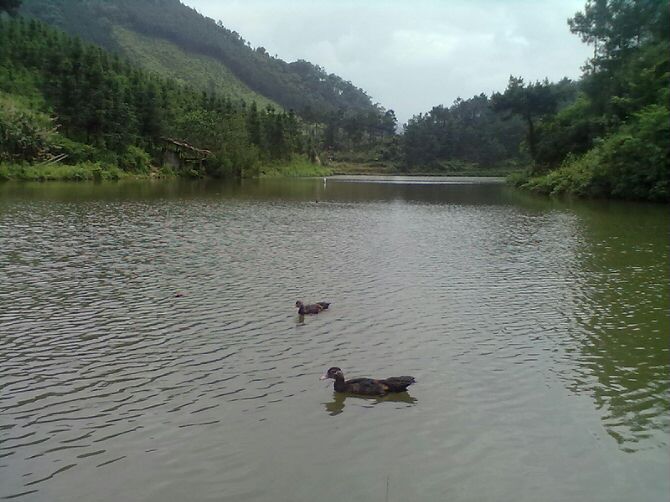 美丽的瑶乡853 / 作者:此痛☆非彼痛﹏ / 帖子ID:98763