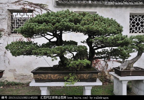 采花大盗”见盆景漂亮生窃念 合伙盗走价值3万黄杨树968 / 作者:龍虎袍哥 / 帖子ID:98930