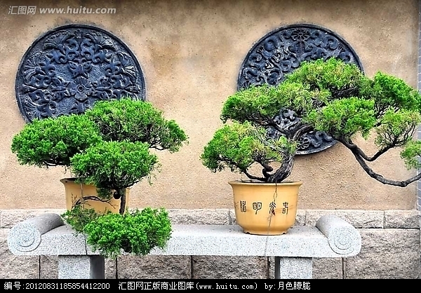 采花大盗”见盆景漂亮生窃念 合伙盗走价值3万黄杨树377 / 作者:龍虎袍哥 / 帖子ID:98930