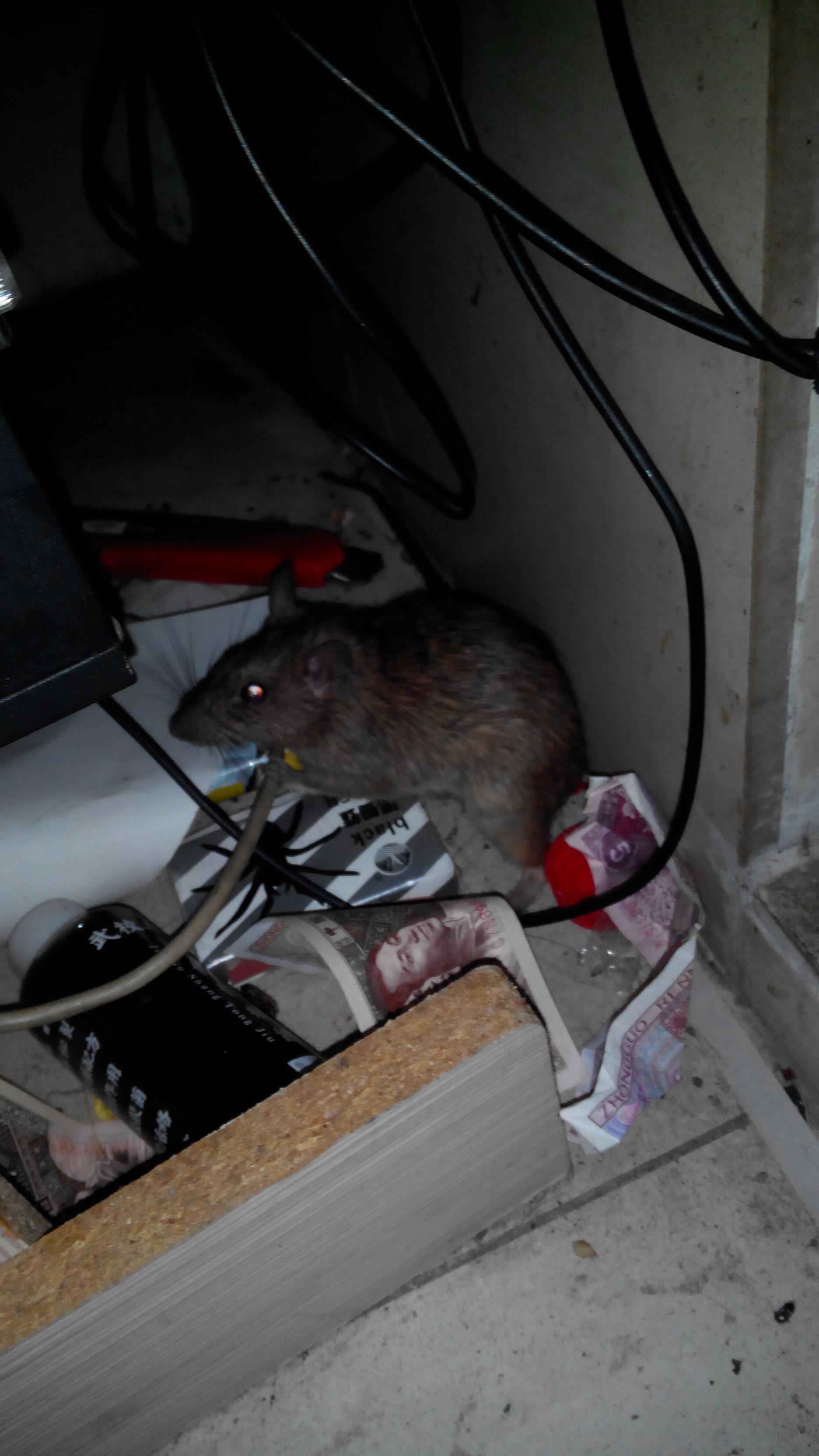 下班回来打老鼠224 / 作者:恭城人66 / 帖子ID:99138