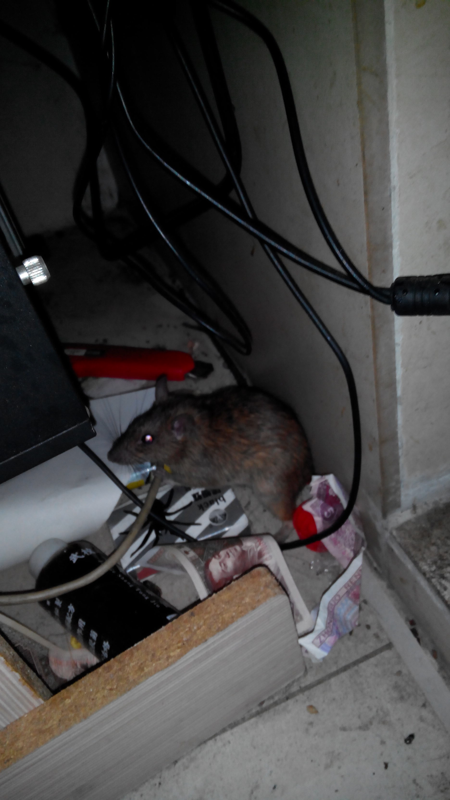 下班回来打老鼠503 / 作者:恭城人66 / 帖子ID:99138