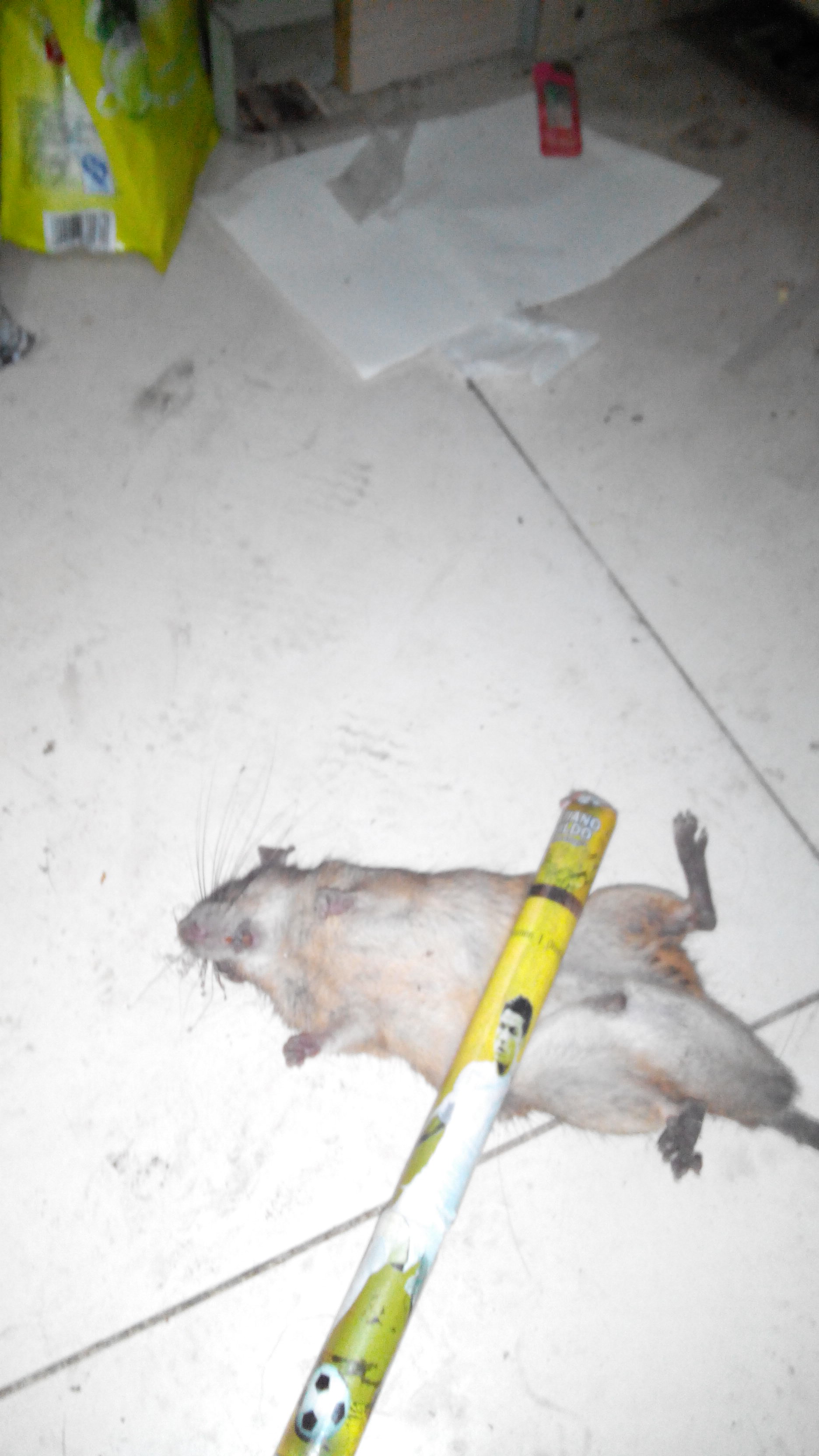 下班回来打老鼠847 / 作者:恭城人66 / 帖子ID:99138