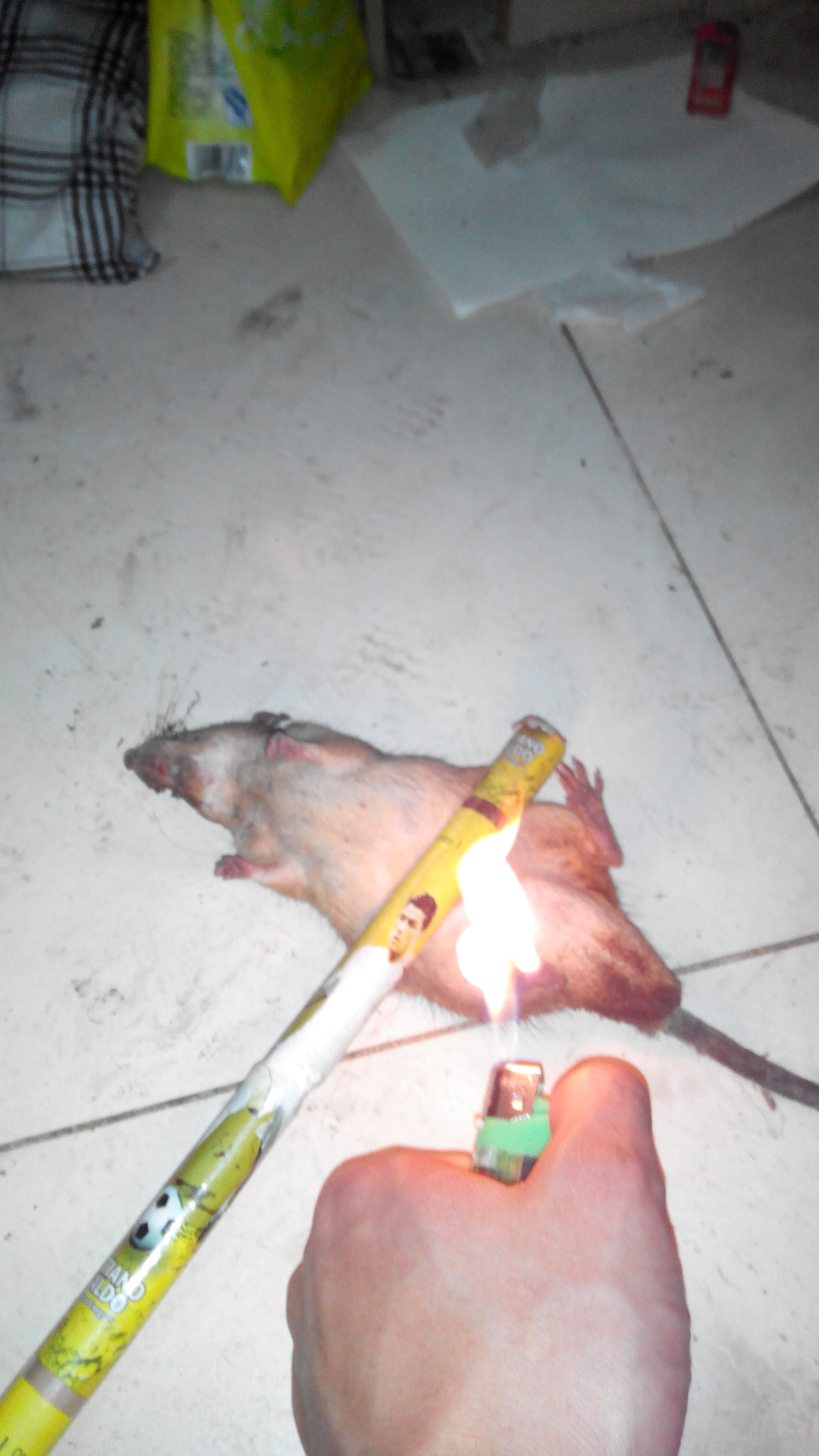 下班回来打老鼠132 / 作者:恭城人66 / 帖子ID:99138