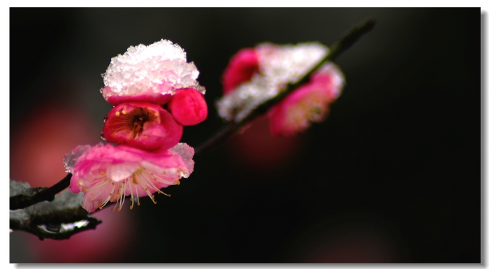 雪中情675 / 作者:茶江源 / 帖子ID:99196