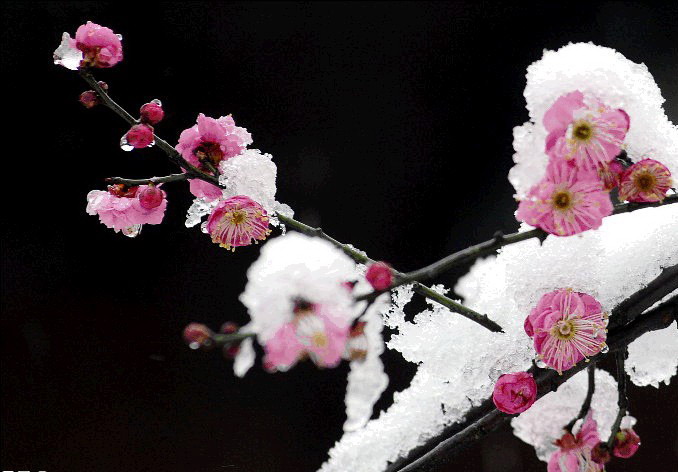 雪中情812 / 作者:茶江源 / 帖子ID:99196