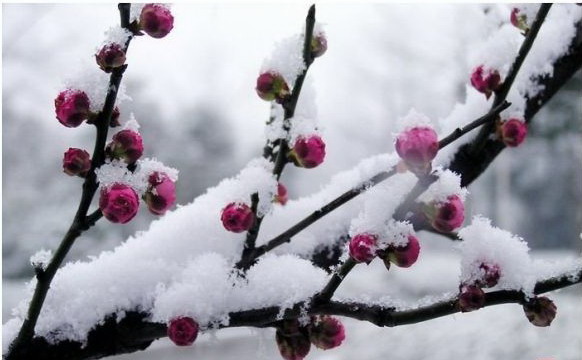 雪中情33 / 作者:茶江源 / 帖子ID:99196