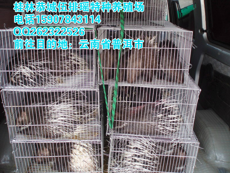 长欺供应豪猪种苗763 / 作者:恭城蚂蜂 / 帖子ID:99678