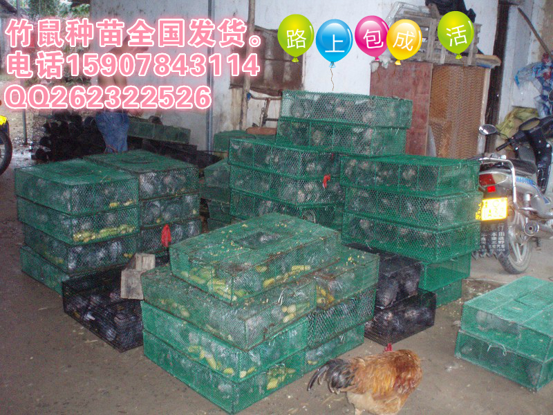 长欺供应豪猪种苗219 / 作者:恭城蚂蜂 / 帖子ID:99678