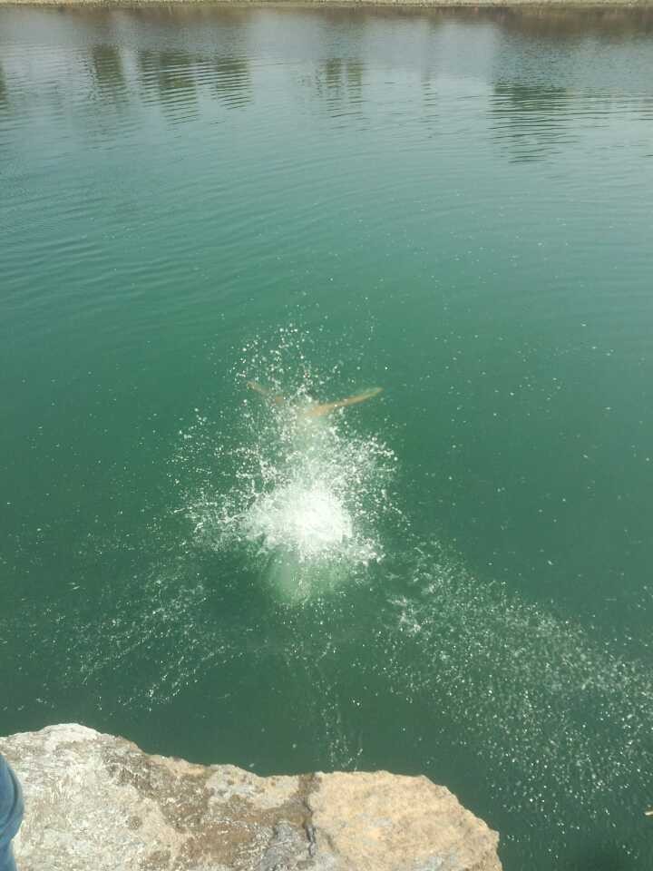 第一次冬泳388 / 作者:柳艳 / 帖子ID:99776