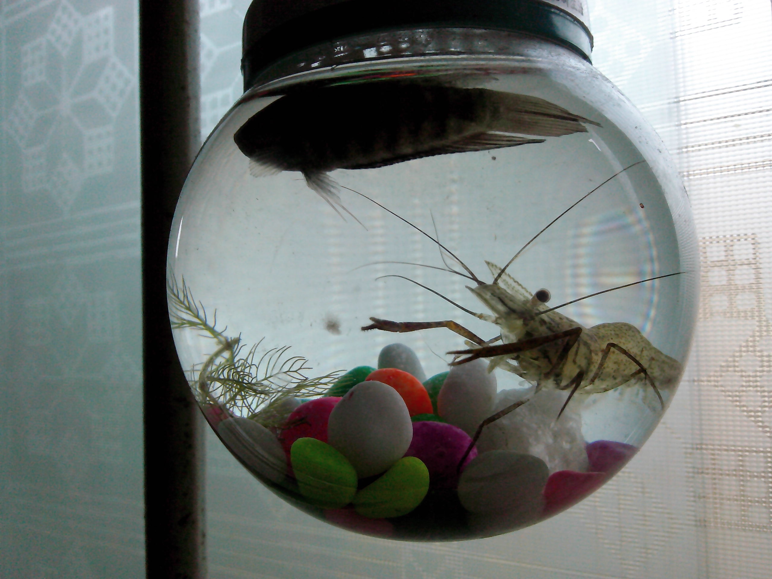 这灯泡漂亮吧！！210 / 作者:排散 / 帖子ID:99813