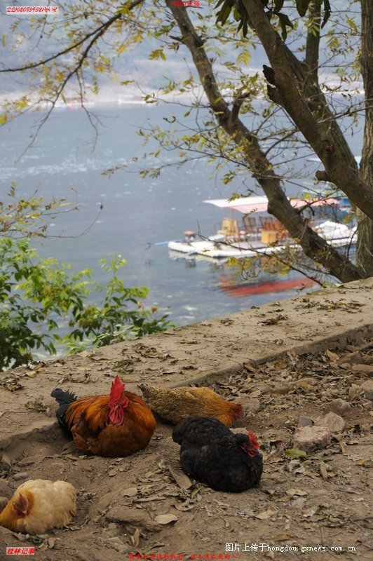 鸡和鸡的传说554 / 作者:恭城无聊人 / 帖子ID:99839