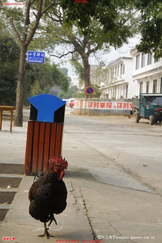 鸡和鸡的传说904 / 作者:恭城无聊人 / 帖子ID:99839