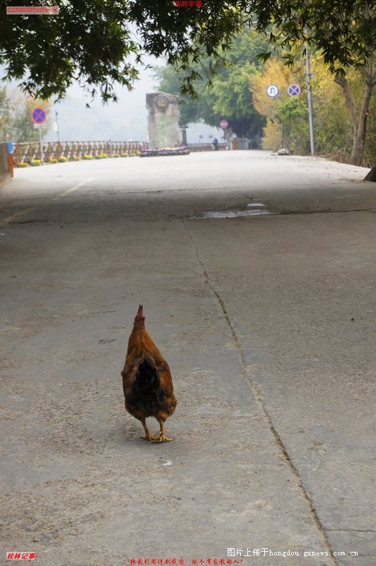 鸡和鸡的传说58 / 作者:恭城无聊人 / 帖子ID:99839