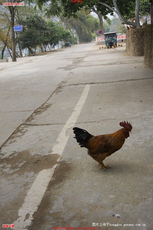 鸡和鸡的传说637 / 作者:恭城无聊人 / 帖子ID:99839